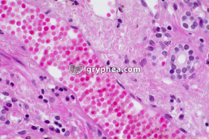 Capillaire sanguin CL x200 - gryphea.org